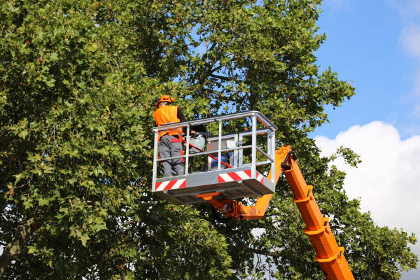 Best Tree Cabling and Bracing  in Humboldt, IA