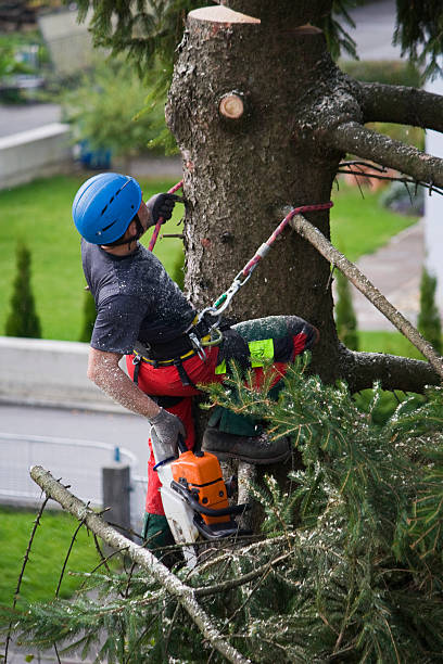 How Our Tree Care Process Works  in Humboldt, IA