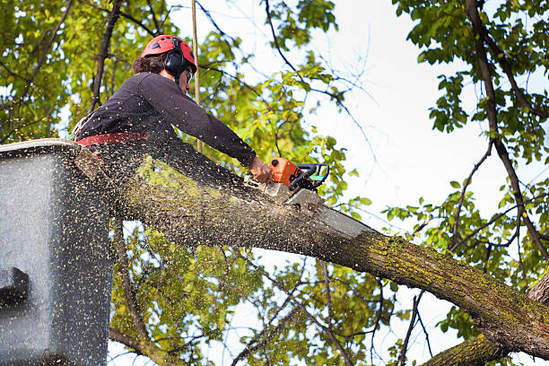 Best Lawn Disease Treatment  in Humboldt, IA